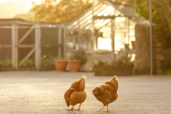 Ένα Κοντινό Πλάνο Του Hens Περπατώντας Στη Χρυσή Ώρα Στα — Φωτογραφία Αρχείου