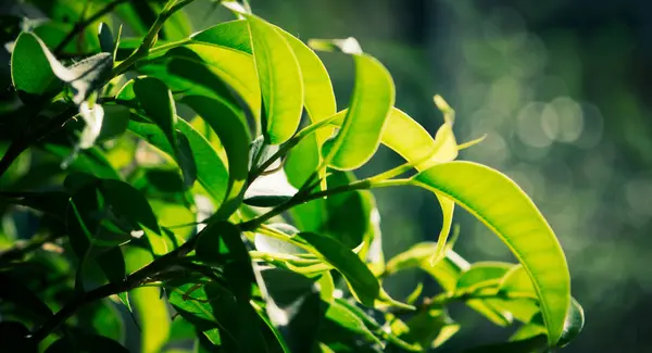 Detailní Záběr Krásné Zelené Listy Rostoucí Zahradě Slunečního Svitu — Stock fotografie