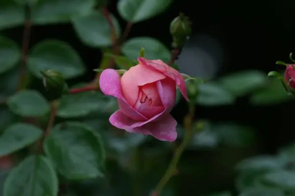 Ένα Κοντινό Πλάνο Ενός Όμορφου Τριαντάφυλλου Ένα Πάρκο — Φωτογραφία Αρχείου