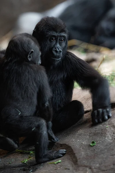 Disparo Vertical Dos Jóvenes Gorilas Hábitat Natural — Foto de Stock