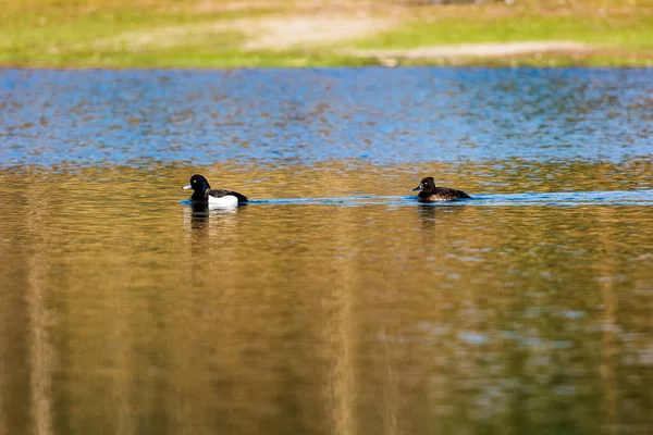 一对黑色的潜水鸭漂浮在平静的湖上 水面上有树木的倒影 — 图库照片
