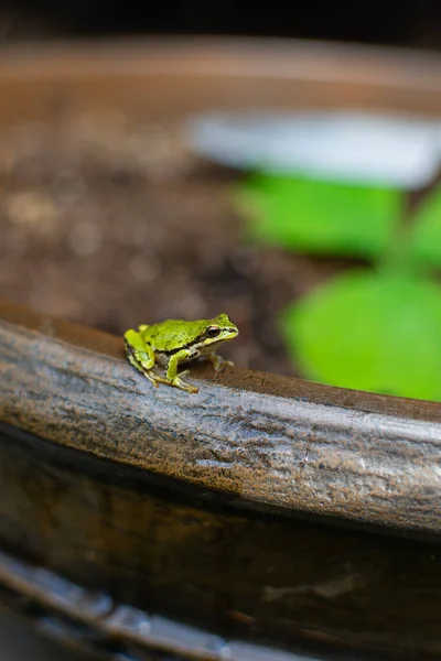 Eine Selektive Fokusaufnahme Eines Grünen Kleinen Frosches Auf Einem Glas — Stockfoto