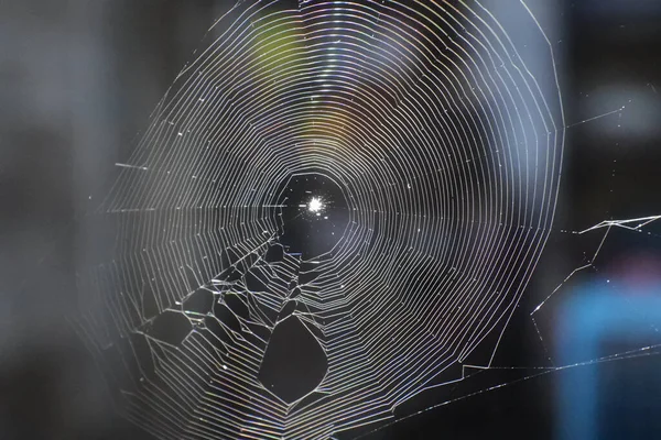 一个蜘蛛网的浅浅的焦点镜头 — 图库照片