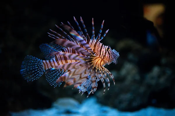 Closeup Colorful Zebra Lionfish Swimming Corals — Stock Photo, Image