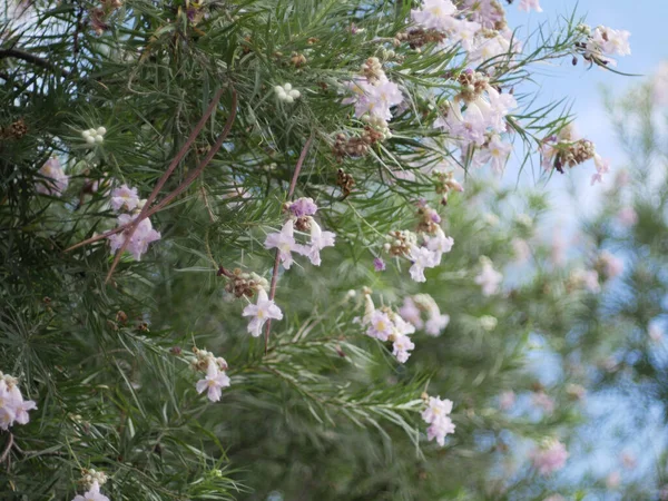 背景に咲くネリウムオレンダーの低木の閉鎖 — ストック写真