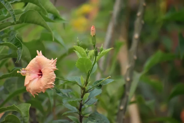 Selektywne Ogniskowanie Zdjęcie Kwiatu Oranhibiscus Uprawianego Ogrodzie Padającym Niego Światłem — Zdjęcie stockowe