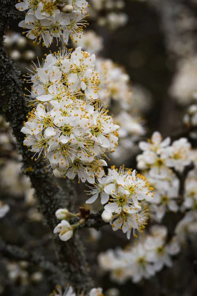 Een Verticaal Close Van Witte Blackthorn Bloesem Tak Van Een — Stockfoto