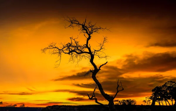 A beautiful shot of a lonely tree at sunrise