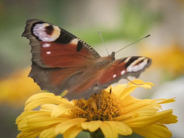 Селективный Снимок Бабочки Жёлтом Цветке — стоковое фото