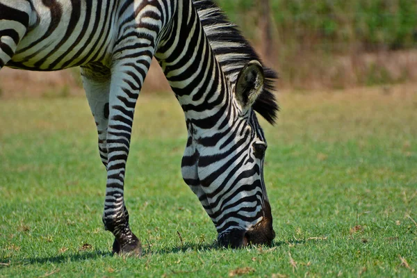 Uma Zebra Parque Pazuri Perto Cidade Lusaka Zâmbia África — Fotografia de Stock