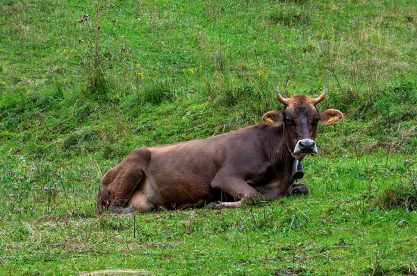 Braune Kuh Guckt Die Kamera — Stok fotoğraf