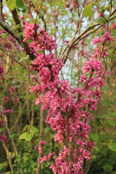 春天里一缕盛开的红芽 — 图库照片