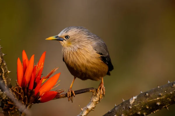 Scenic View Chestnut Tailed Starling Perched Branch Blurred Background — Stock Photo, Image