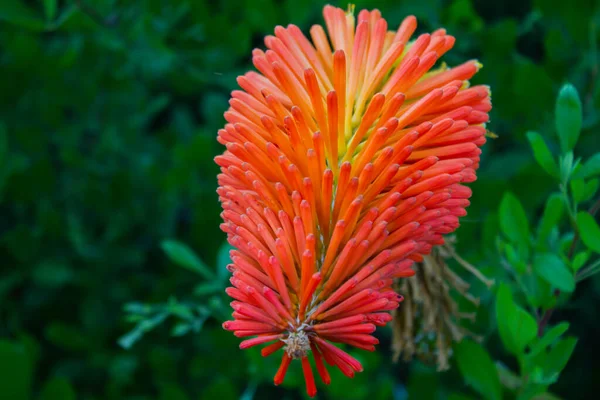 Disparo Una Flor Cuchilla Creciendo Jardín —  Fotos de Stock