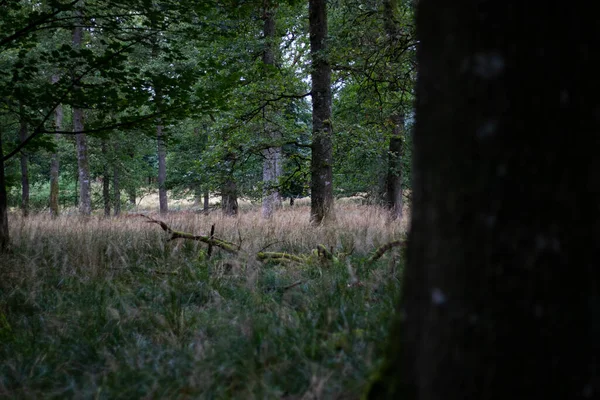 デンマークでの夜の間に緑の木の森 — ストック写真