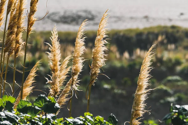 草原上的潘帕斯草的自然景观 — 图库照片