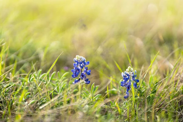 Een Closeup Van Blauwe Bloemen Groeiend Een Veld Een Zonnige — Stockfoto