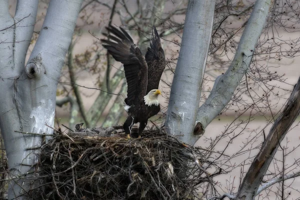 Ein Weißkopfseeadler Fliegt Aus Seinem Nest Einem Baum Nahrung Für — Stockfoto