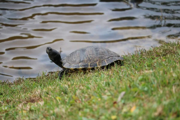 Primer Plano Una Tortuga Sobre Una Hierba Cerca Lago —  Fotos de Stock