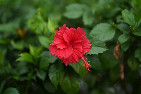 Enfoque Selectivo Una Hermosa Flor Roja Hibisco Rodeada Exuberante Vegetación —  Fotos de Stock