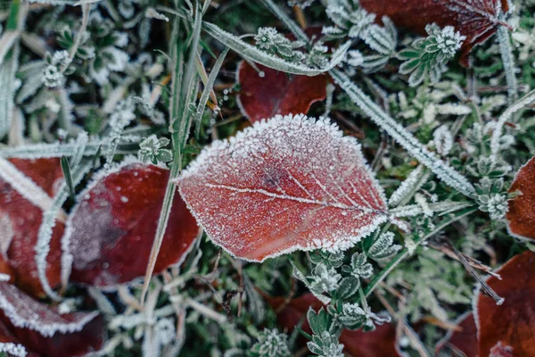 Vertical Shot Leaves Frost Winter — Stock Photo, Image