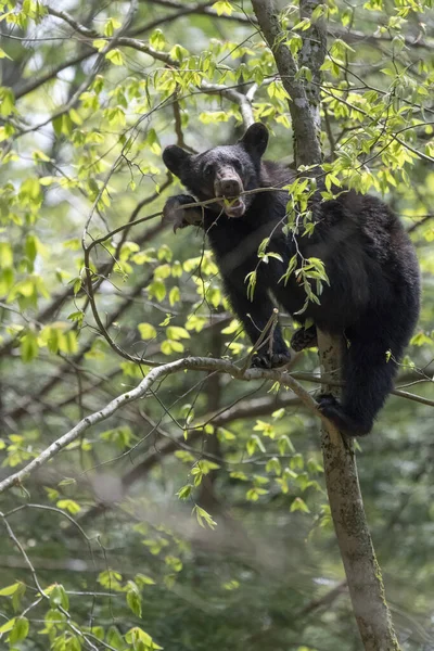 Vertikální Záběr Černého Medvěda Stromě Žvýkajícího Větve — Stock fotografie