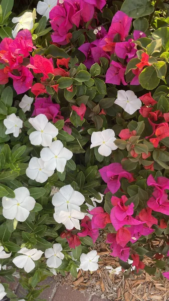 Primer Plano Flores Bougainvillea Rosadas Blancas — Foto de Stock