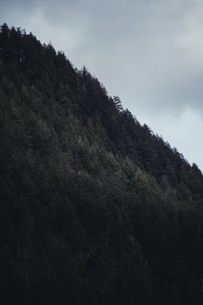 暗い日に丘の上に美しい常緑樹の垂直ショット — ストック写真