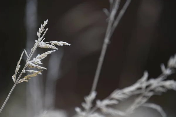 Bahçesinde Çiy Taneleri Olan Bir Bitkinin Yakın Çekimi — Stok fotoğraf