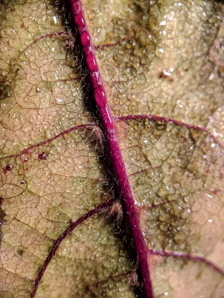 The vertical macro shot of a plant leaf