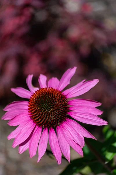 Svislé Detailní Záběr Krásné Růžové Coneflower Zahradě — Stock fotografie