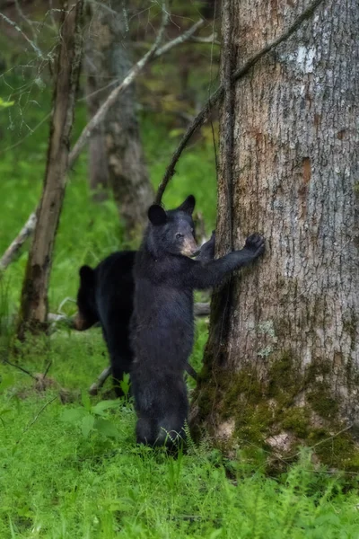 Pionowe Zbliżenie Czarnego Niedźwiedzia Próbującego Wspiąć Się Drzewo Lesie — Zdjęcie stockowe