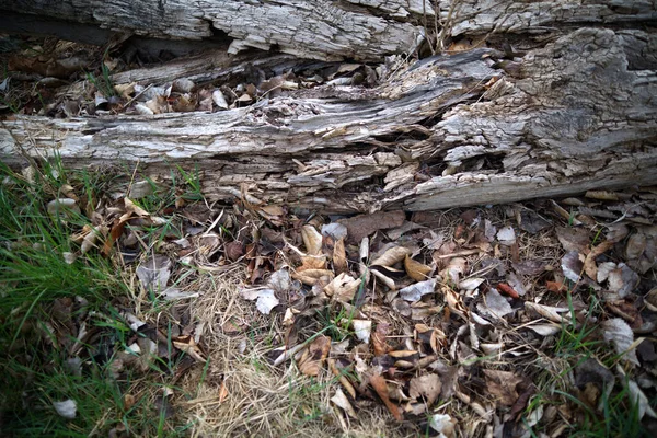 Closeup Broken Gray Branch Trunk Old Tree Park — Stock Photo, Image