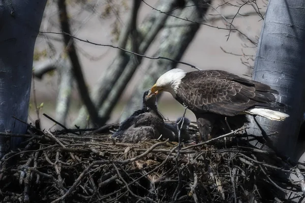 Primer Plano Águila Calva Alimentando Águila Nido — Foto de Stock