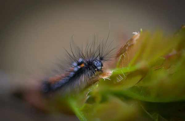 Eine Flache Fokusaufnahme Eines Kleinen Insekts Auf Einem Grünen Blatt — Stockfoto