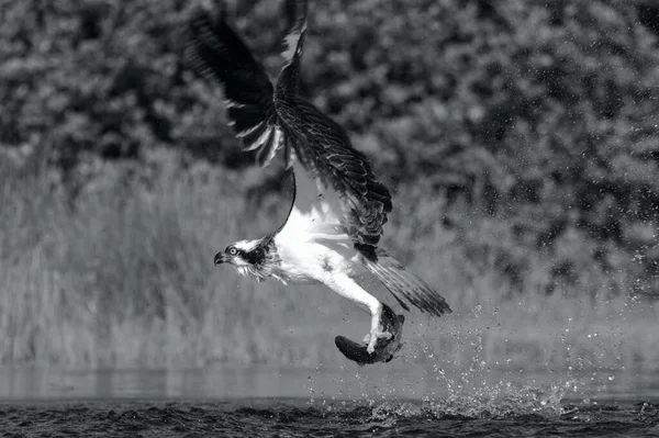 一只黄鹰在田野里飞舞的灰度镜头 — 图库照片