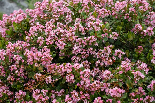 Közeli Rózsaszín Indiai Galagonya Rhaphiolepis Indica Növény Virágok Virágzik Napfény — Stock Fotó