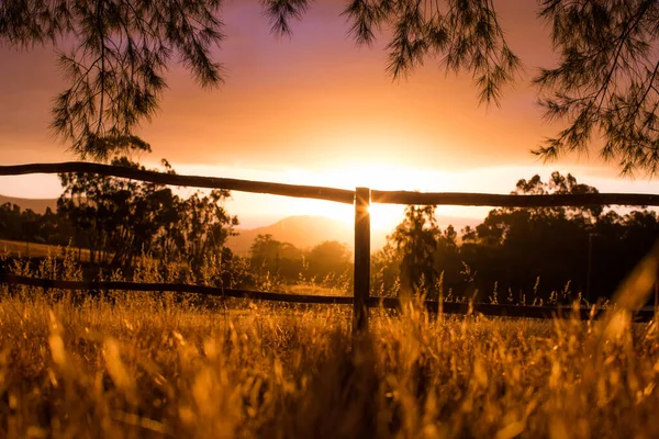 Gouden Lang Gras Geteeld Het Veld Tegen Betoverende Zonsondergang Hemel — Stockfoto