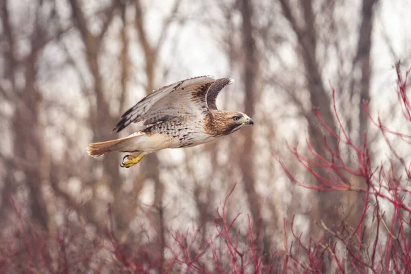 Létající Orel Buzzard Lese Torontu Kanada — Stock fotografie