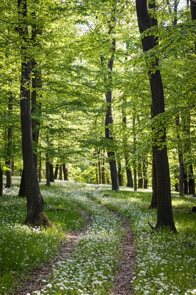 Vertikal Bild Skog Dagen Och Solen Skiner Genom Träden — Stockfoto