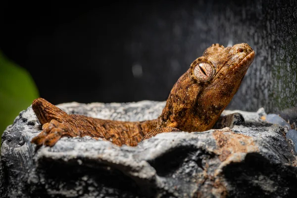 Gros Plan Bébé Gecko Gargouille — Photo