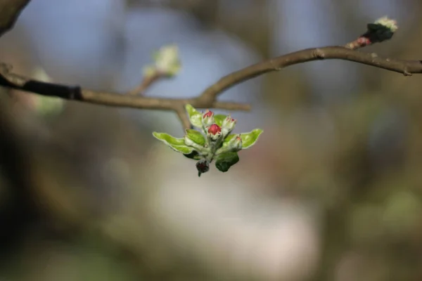 A selective focus of flower buds on a tree branch blooming under sunlight on a spring day