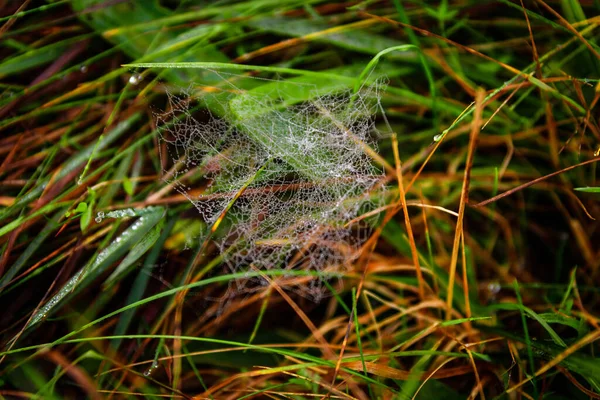 在模糊的背景下 在草地上拍了一张蜘蛛网特写 — 图库照片