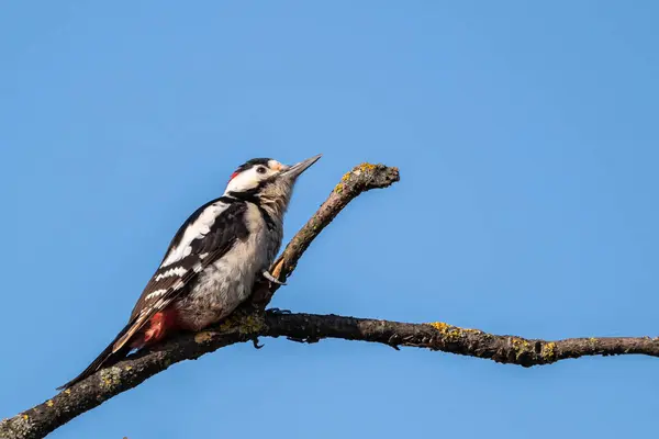 Selective Focus Shot Great Spotted Woodpecker Dendrocopos Major — Stock Photo, Image