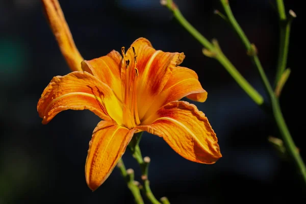 庭のオレンジデイリリーの花のクローズアップ — ストック写真