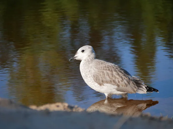 A closeup of a common gull or sea mew (Larus canus) on the shore of a lake or pond on a spring day