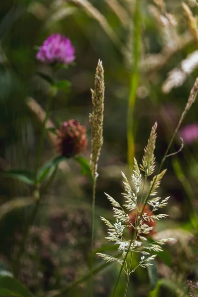 Eine Vertikale Nahaufnahme Von Feldpflanzen Bei Tageslicht — Stockfoto
