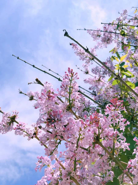 Eine Vertikale Aufnahme Der Blühenden Rosafarbenen Fliederblumen Auf Dem Baum — Stockfoto
