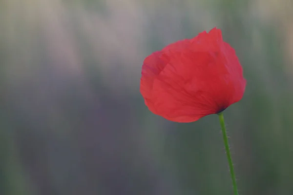 Primer Plano Una Amapola Roja Floreciendo Jardín — Foto de Stock