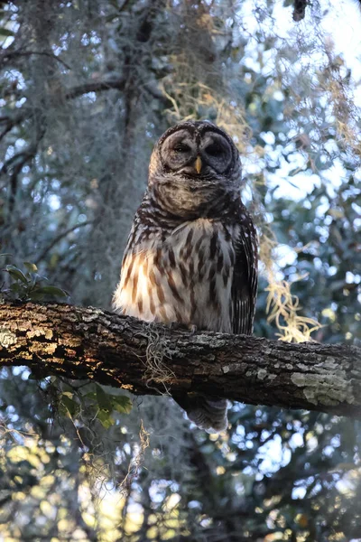 Lakeland Florida Engelli Baykuş Spanyol Yosunlarının Dikey Çekimi — Stok fotoğraf